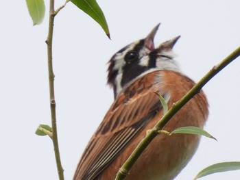 Meadow Bunting Teganuma Thu, 5/20/2021