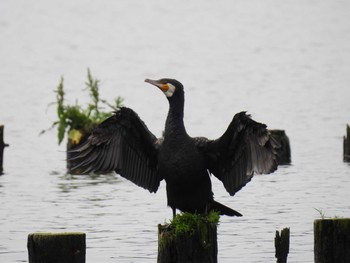 Great Cormorant Teganuma Thu, 5/20/2021