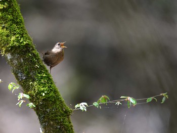 2021年5月8日(土) 十里木高原の野鳥観察記録