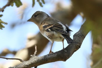 アトリ 明石公園 2021年4月11日(日)