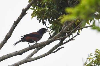 Lidth's Jay Amami Nature Observation Forest Sat, 4/10/2021