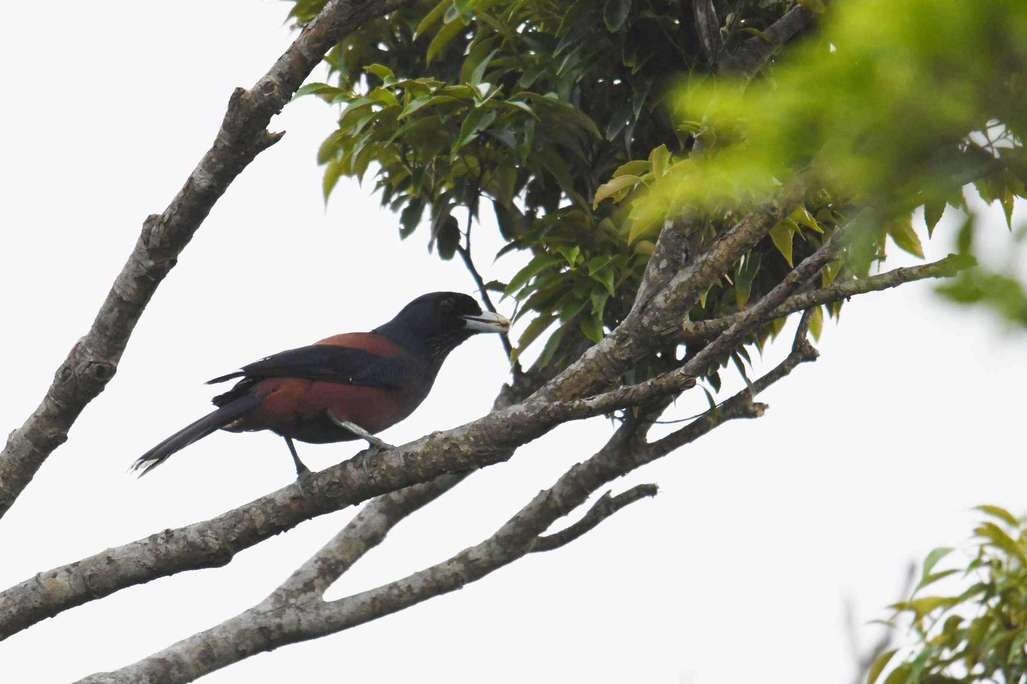 Lidth's Jay