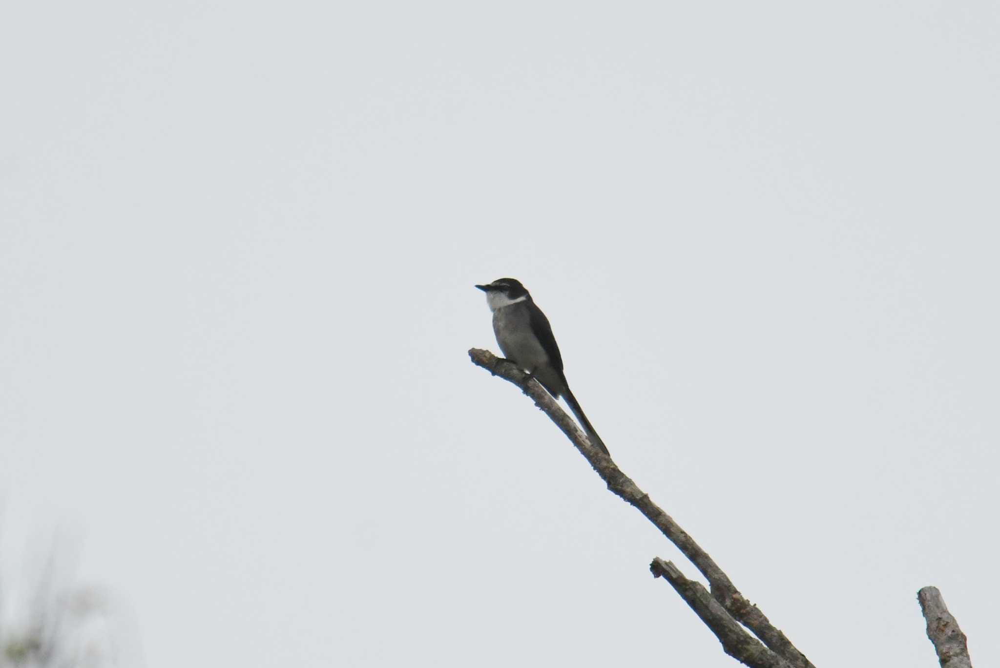 Photo of Ryukyu Minivet at Amami Nature Observation Forest by あひる