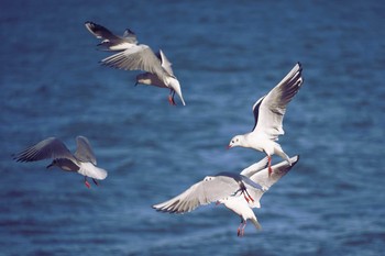 ユリカモメ 膳所城址公園 2021年2月24日(水)