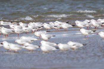 ユリカモメ 五主海岸 2021年3月6日(土)