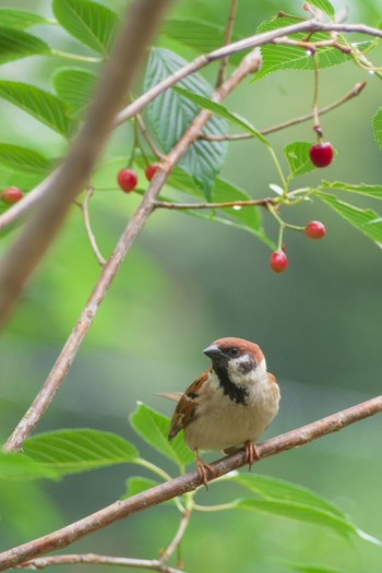 Eurasian Tree Sparrow 都内市街地 Thu, 5/20/2021