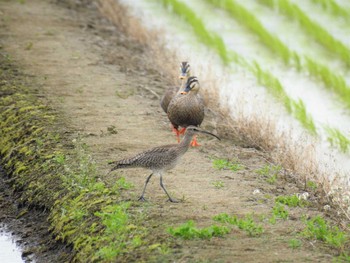 チュウシャクシギ 栃木県小山市 2021年5月16日(日)