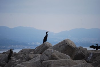 ウミウ 阪南市 2021年5月16日(日)