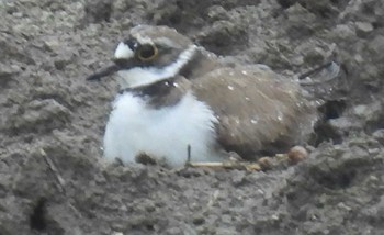 Little Ringed Plover 横須賀 Thu, 5/20/2021