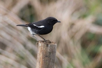 Pied Bush Chat