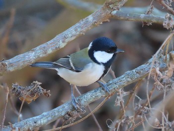 Japanese Tit 高崎自然の森 Sat, 12/26/2020