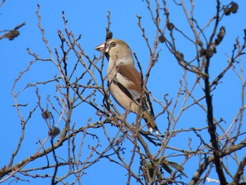 Hawfinch 高崎自然の森 Sat, 12/26/2020