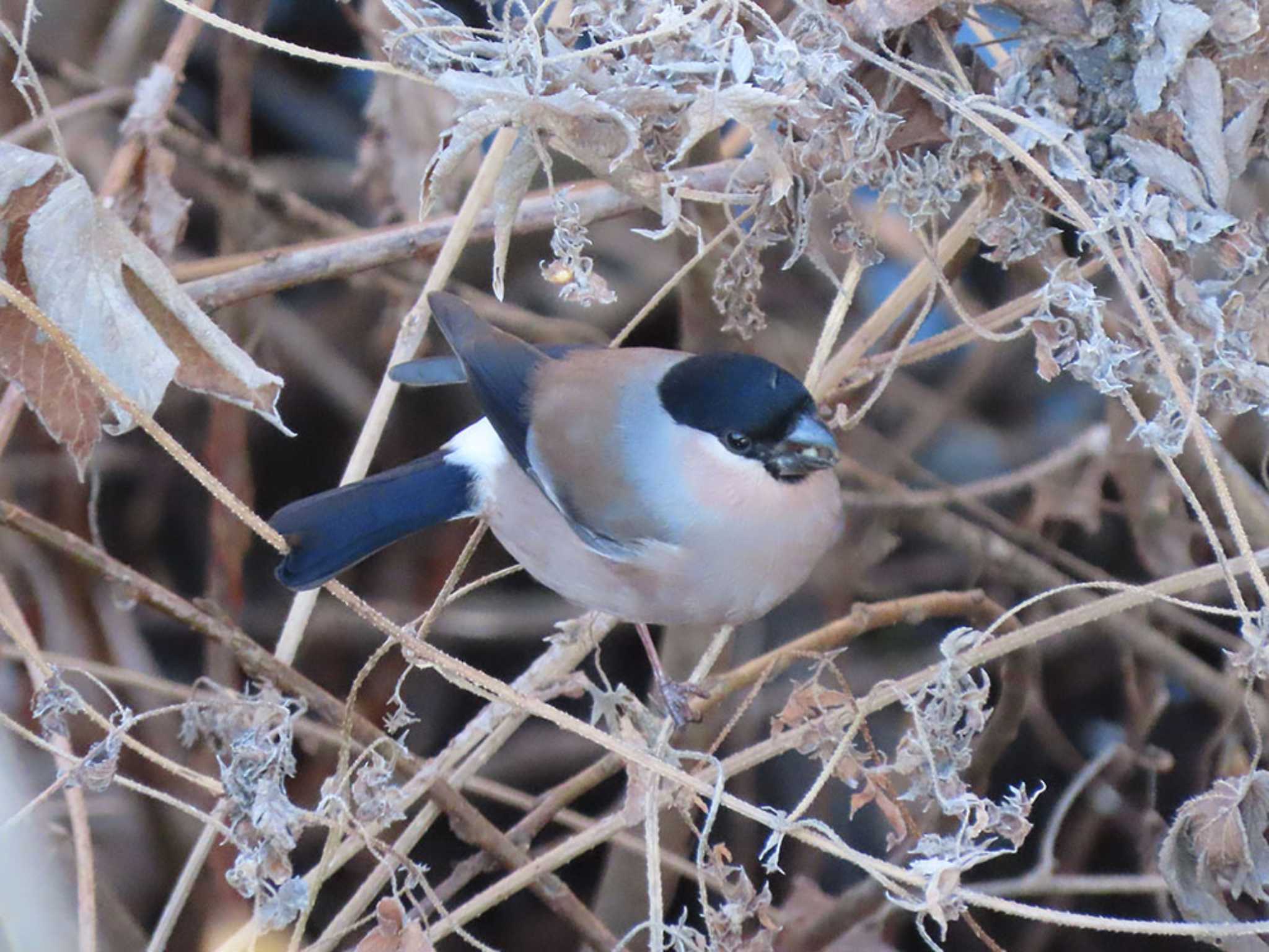 Photo of Eurasian Bullfinch at 高崎自然の森 by Naomi♪