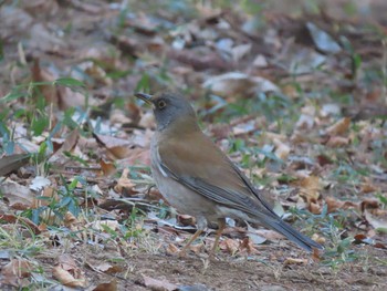 Pale Thrush 高崎自然の森 Sat, 12/26/2020