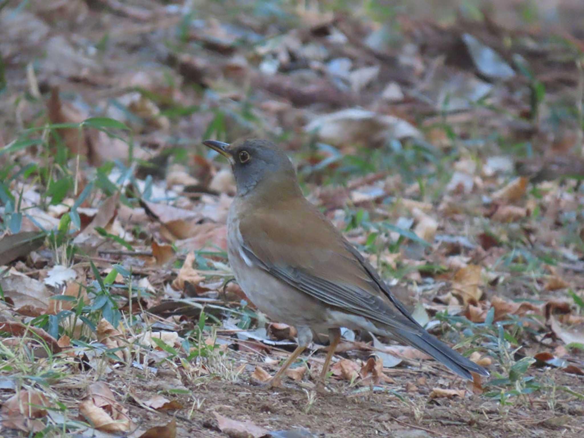 Photo of Pale Thrush at 高崎自然の森 by Naomi♪