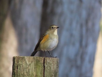 Sat, 12/26/2020 Birding report at 高崎自然の森