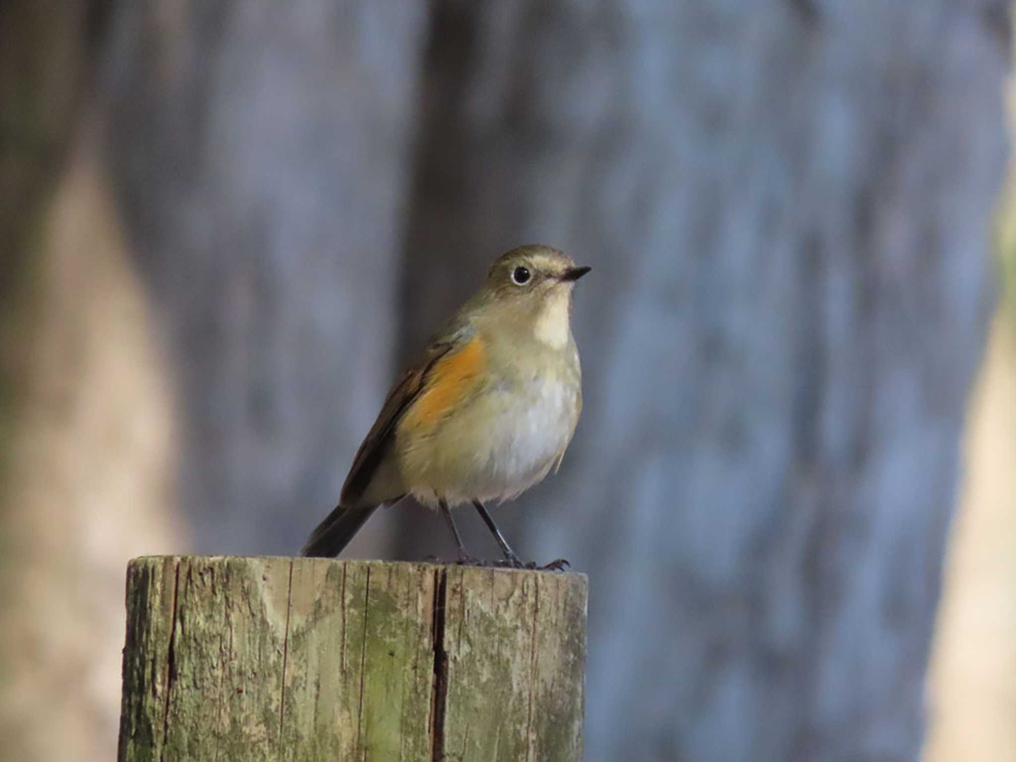 Photo of Red-flanked Bluetail at 高崎自然の森 by Naomi♪