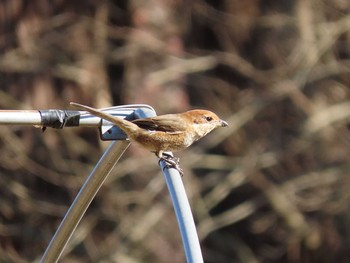 Bull-headed Shrike 高崎自然の森 Sat, 12/26/2020