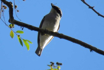 Large Woodshrike