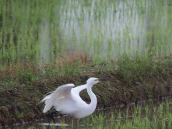 チュウサギ 滋賀県 2021年5月16日(日)