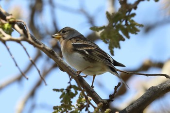 アトリ 明石公園 2021年4月11日(日)