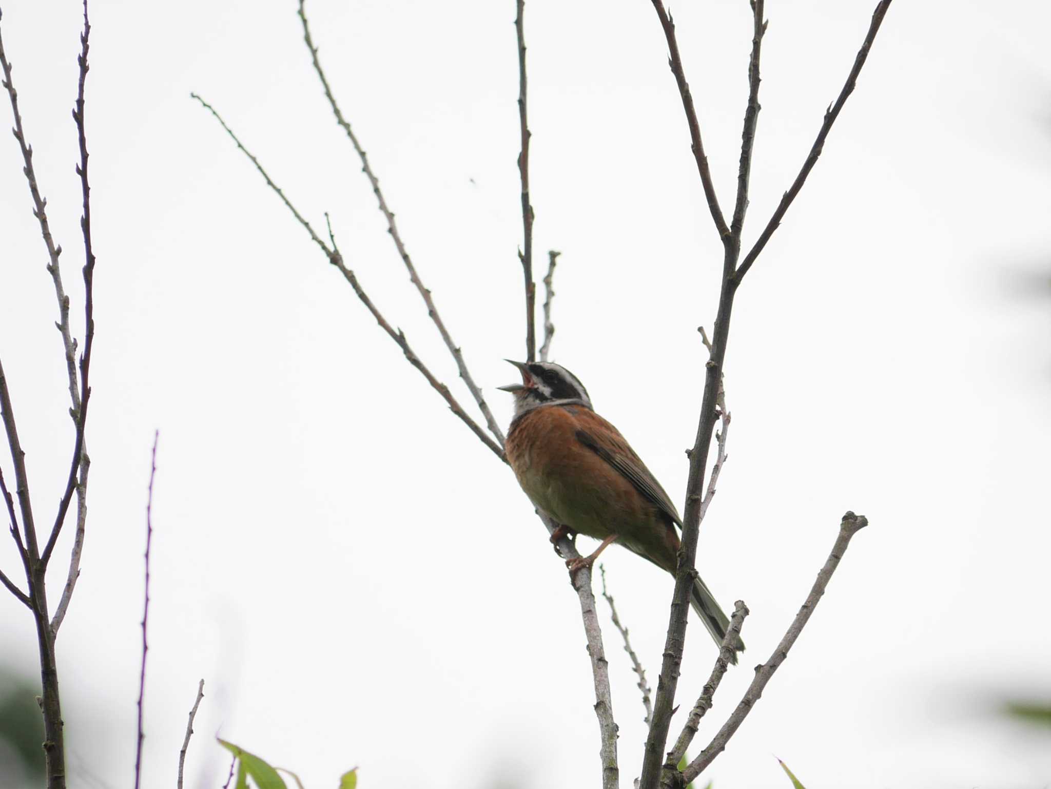 Meadow Bunting