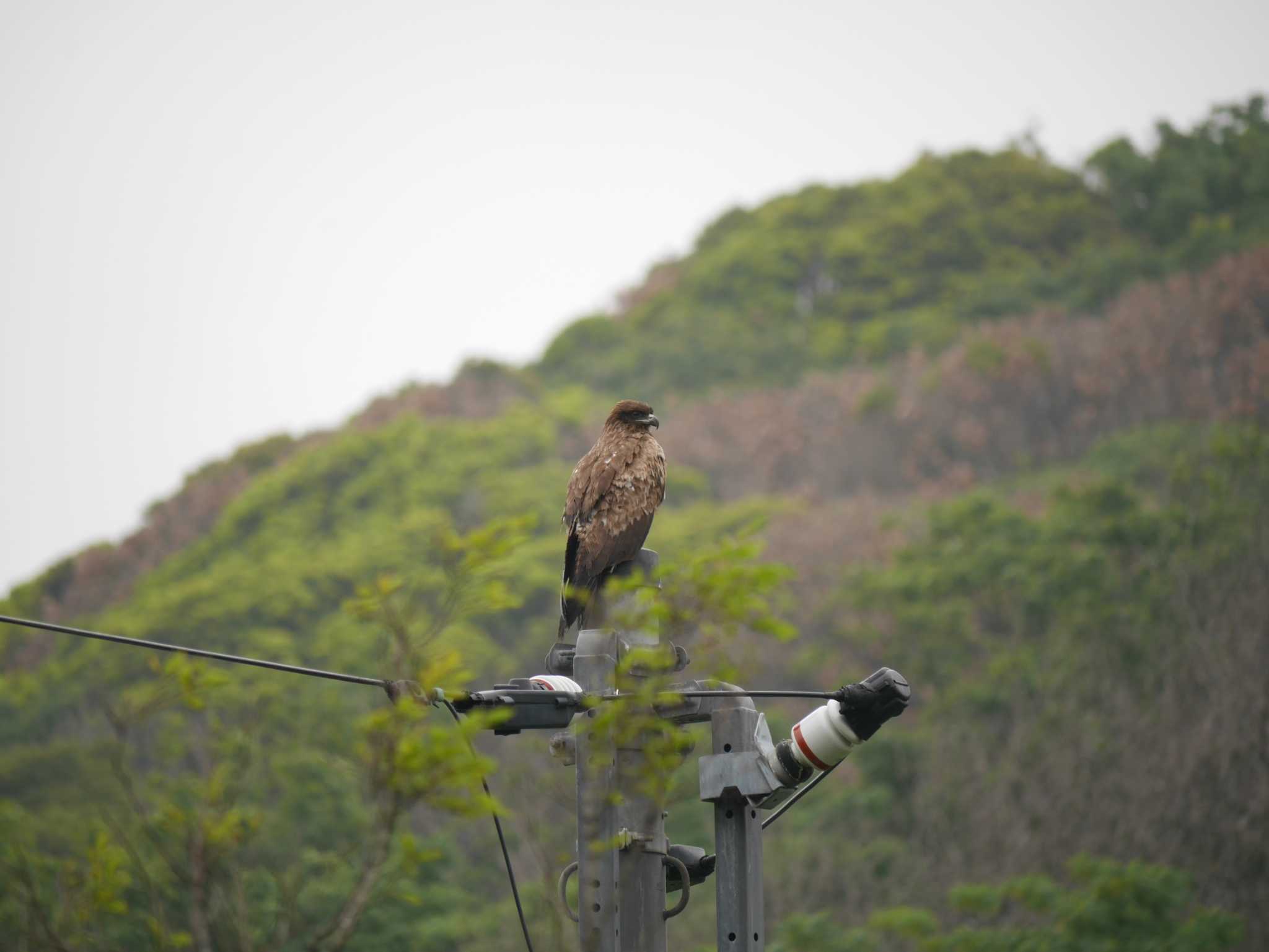 Photo of Black Kite at 小網代の森 by 丁稚