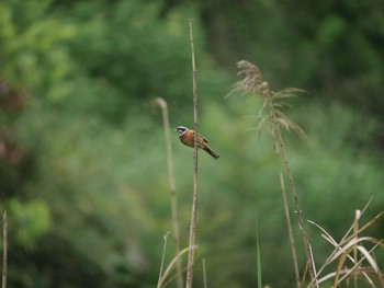 2021年5月20日(木) 小網代の森の野鳥観察記録