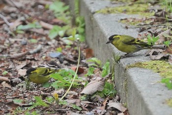 Eurasian Siskin 希望ヶ丘文化公園 Mon, 4/19/2021