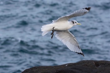 Black-legged Kittiwake 城ヶ島 Tue, 3/7/2017