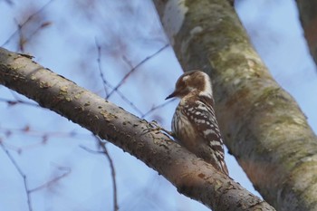 Japanese Pygmy Woodpecker 希望ヶ丘文化公園 Wed, 3/31/2021