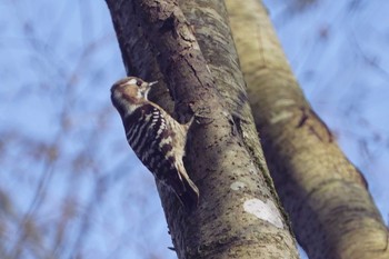 Japanese Pygmy Woodpecker 希望ヶ丘文化公園 Wed, 3/31/2021