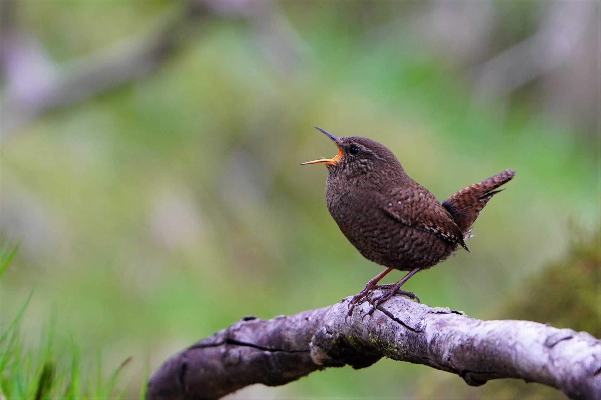 Photo of Eurasian Wren at 井戸湿原 by 川４