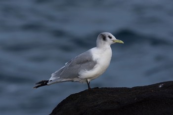 Black-legged Kittiwake 城ヶ島 Tue, 3/7/2017