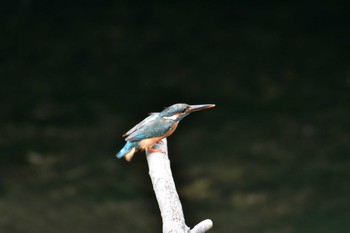 2021年5月21日(金) 長浜公園の野鳥観察記録