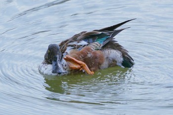 ハシビロガモ 布施溜池 2021年3月10日(水)