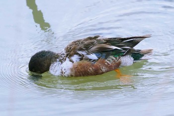 ハシビロガモ 布施溜池 2021年3月10日(水)