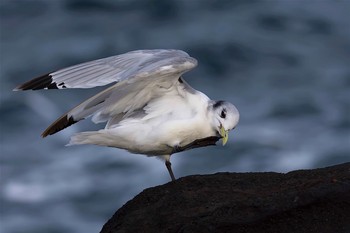 Black-legged Kittiwake 城ヶ島 Tue, 3/7/2017