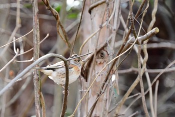 Brambling 希望ヶ丘文化公園 Fri, 3/19/2021