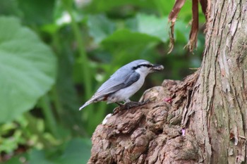 Eurasian Nuthatch 旭山公園 Sat, 5/15/2021