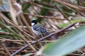 Japanese Tit 旭山公園 Sat, 5/15/2021