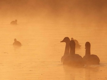 コハクチョウ 越辺川(埼玉県川島町) 2021年1月22日(金)