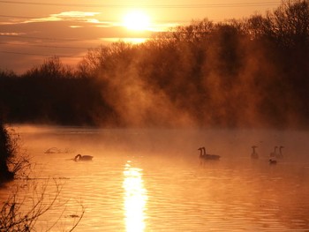 Tundra Swan 越辺川(埼玉県川島町) Fri, 1/22/2021