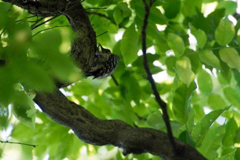 コゲラ 座間谷戸山公園 2014年5月31日(土)