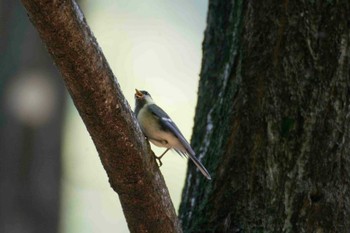 シジュウカラ 座間谷戸山公園 2014年5月31日(土)