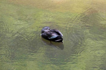 カルガモ 座間谷戸山公園 2014年5月31日(土)