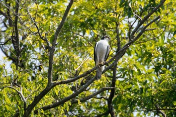 オオタカ 座間谷戸山公園 2014年5月31日(土)