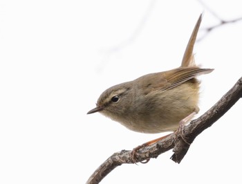 Japanese Bush Warbler Hattori Ryokuchi Park Sun, 3/5/2017