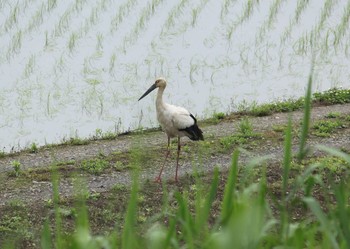 Oriental Stork Watarase Yusuichi (Wetland) Thu, 5/20/2021