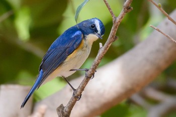 Red-flanked Bluetail Hattori Ryokuchi Park Sun, 3/5/2017